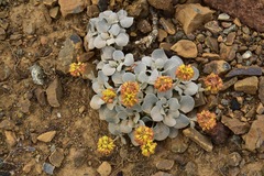 Eriogonum alpinum