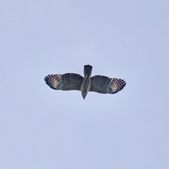 Nisaetus nipalensis