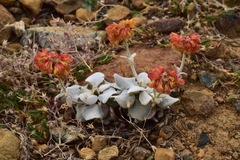Eriogonum alpinum