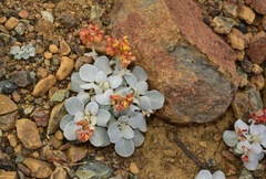 Eriogonum alpinum