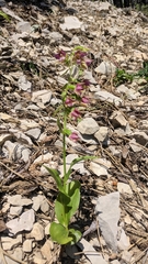 Epipactis helleborine orbicularis