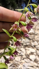 Epipactis helleborine orbicularis