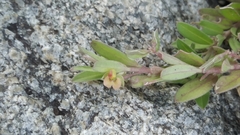 Polygala chinensis