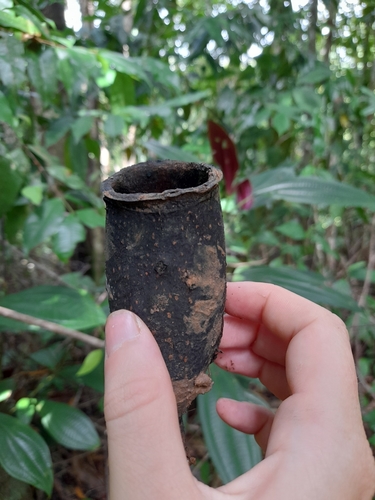 Fine-leaf Wadara (Couratari guianensis)