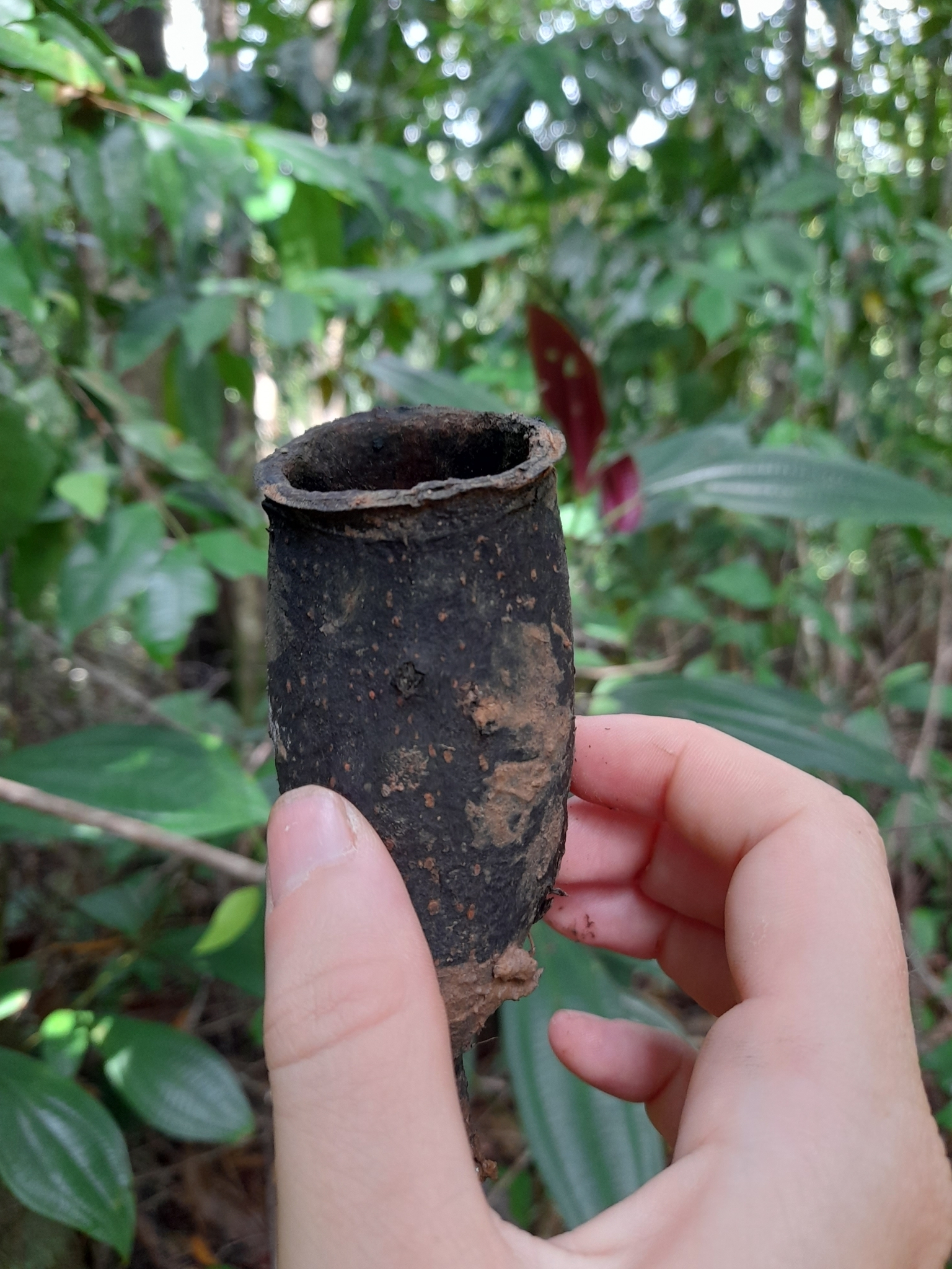 Fine-Leaf Wadara (Couratari guianensis)