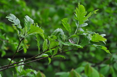 Hedlundia hohenesteri