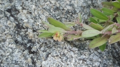 Polygala chinensis