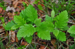 Hedlundia hohenesteri