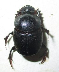 Onthophagus bicavifrons