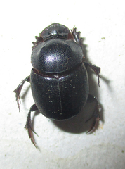 Onthophagus bicavifrons