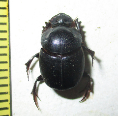 Onthophagus bicavifrons