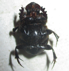 Onthophagus bicavifrons