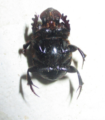 Onthophagus bicavifrons
