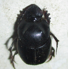 Onthophagus bicavifrons