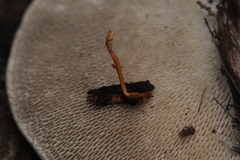Ophiocordyceps variabilis