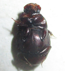 Caccobius ferrugineus