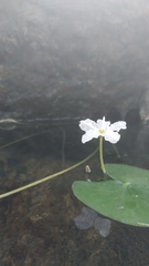 Nymphoides hydrophylla