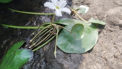 Nymphoides hydrophylla