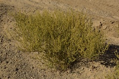 Eriogonum brachyanthum