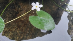 Nymphoides hydrophylla