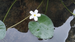 Nymphoides hydrophylla
