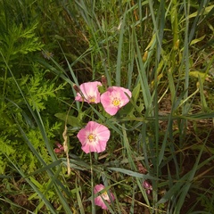 Convolvulus chinensis
