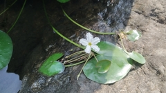Nymphoides hydrophylla