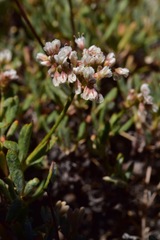 Eriogonum microtheca var. alpinum