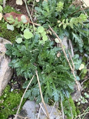 Arabis scabra