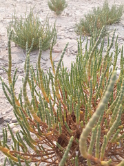 Halocnemum strobilaceum