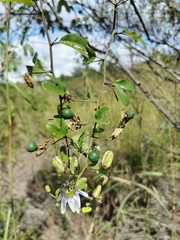 Passiflora standleyi