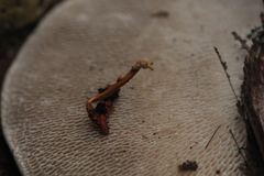 Ophiocordyceps variabilis