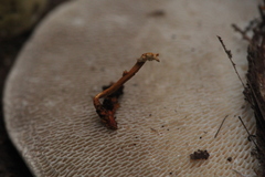 Ophiocordyceps variabilis