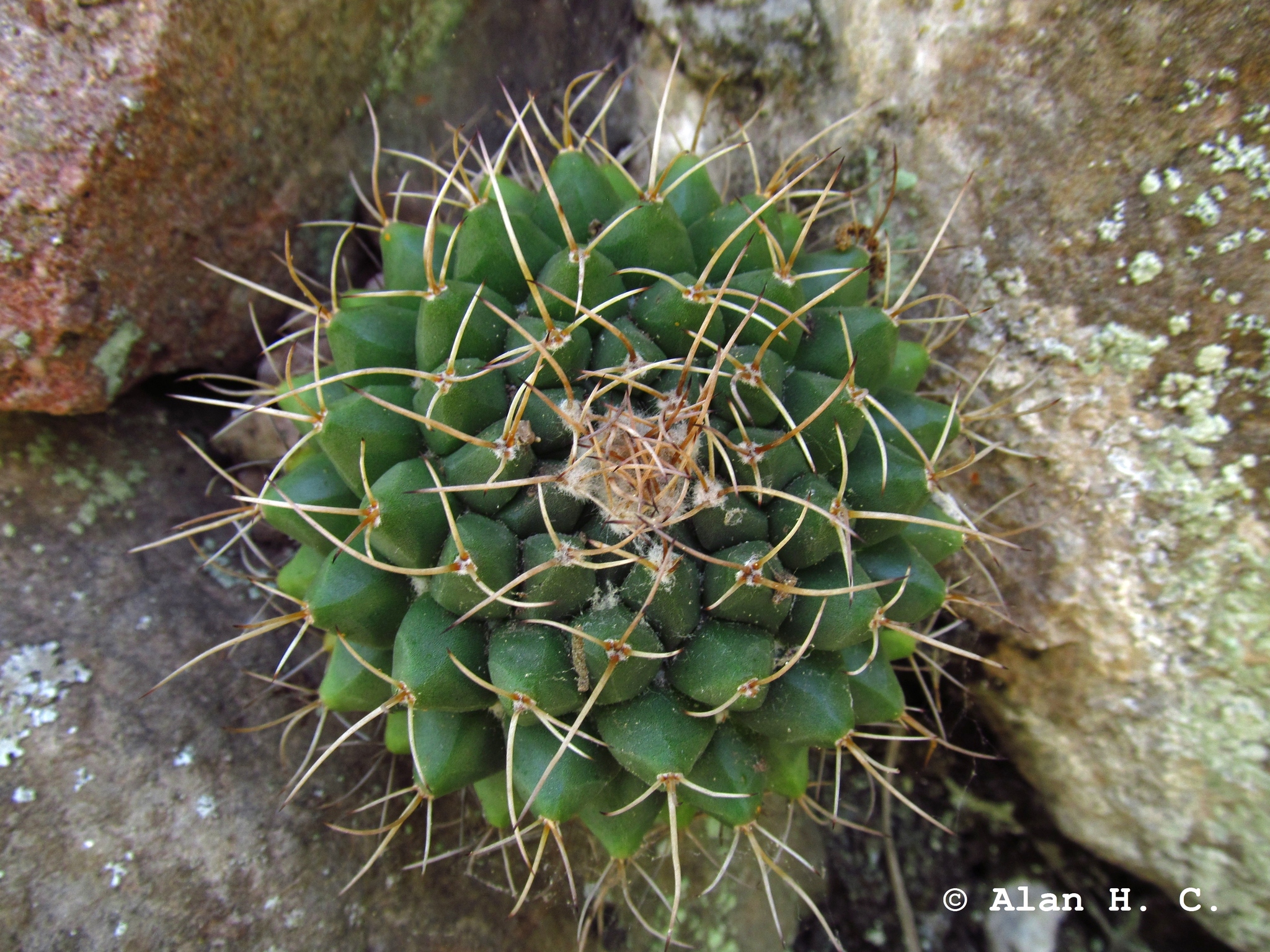 Mammillaria winterae  iNaturalist