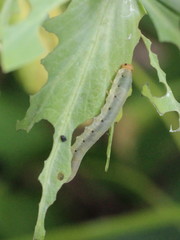 Macrophya albicincta