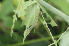 Macrophya albicincta