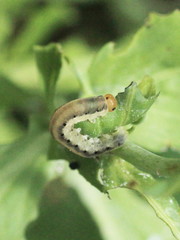 Macrophya albicincta