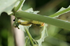 Macrophya albicincta