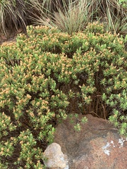 Arrowsmithia tenuifolia