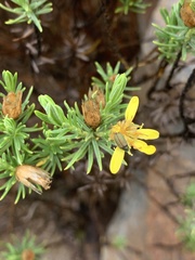 Arrowsmithia tenuifolia