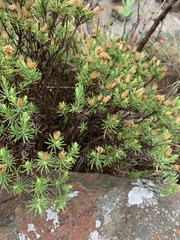 Arrowsmithia tenuifolia