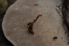 Ophiocordyceps variabilis