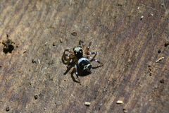 Corythalia vervloeti