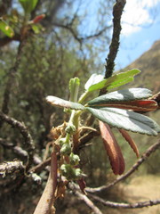 Polylepis