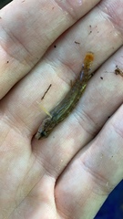 Etheostoma thompsoni