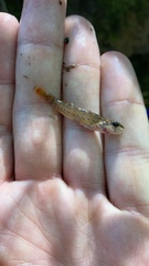 Etheostoma thompsoni