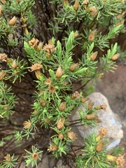 Arrowsmithia tenuifolia