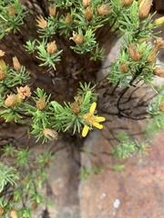 Arrowsmithia tenuifolia