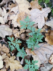 Geranium robertianum