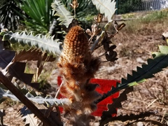 Banksia victoriae